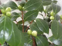 SAM_3148.webp