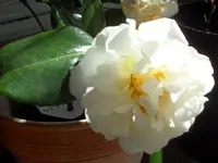 SAM_3118.webp