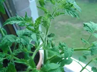 G-ESL Blüte.webp