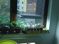 Tommis Eßzimmer (2).webp