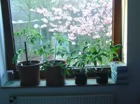 Tommis Schlafzimmer.webp