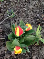 001.webp