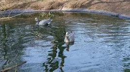 045.webp