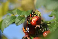 Makro13.webp