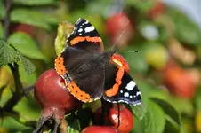 Makro13b.webp