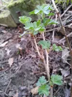 vermeintliche%20stachelbeere.webp