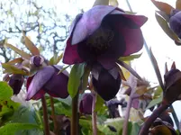 P1110546.webp