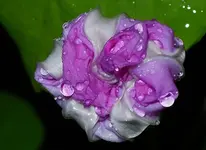 PrWi (1).webp