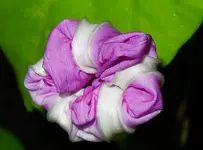 PrWi (0).webp