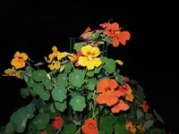 KzKr (01).webp