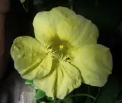 KzKr (3).webp