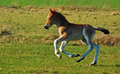 Haflinger Henstfohlen 4 Wochen alt3_900.webp