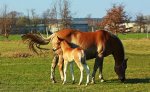 Haflinger Hengstfohlen mit Stute2_900.JPG