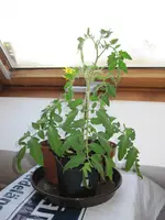 IMG_2058a.webp