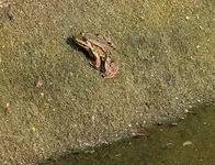erster Frosch 2014.webp