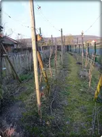 Wein.webp