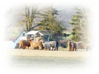 Highlands.webp