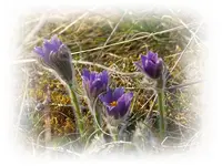 Küchenschelle.webp
