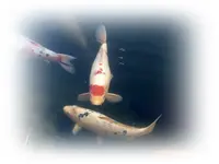 Koi (1).webp