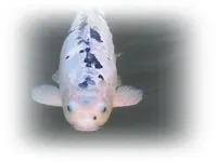Koi (3).webp