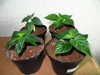 chilis.webp