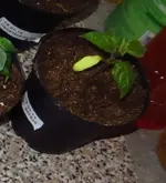rocoto.webp