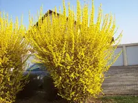 Forsythie.webp