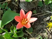 CIMG6898.webp