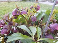 P1110569.webp