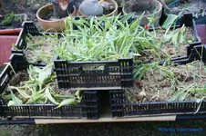 comp_DSC00949.webp
