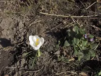 HPIM0272.webp