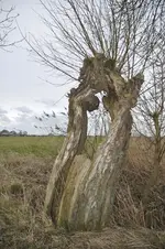 Bäume1.webp