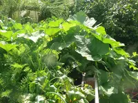 Karotten Kürbis.webp