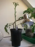 IMGP0093.webp