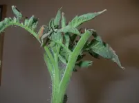 IMGP0094.webp