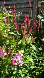DSCN5170.webp