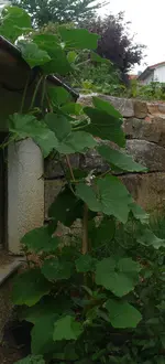 Kürbis_dach.webp