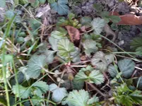 Gartenbilder Hartmann 1 001.webp