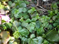 Gartenbilder Hartmann 1 003.webp