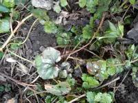 Gartenbilder Hartmann 1 005.webp