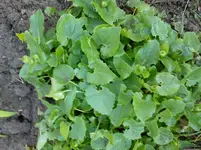 Gartenbilder Hartmann 1 007.webp