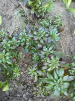 Gartenbilder Hartmann 1 009.webp