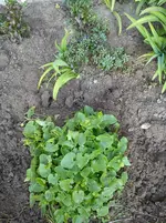 Gartenbilder Hartmann 1 011.webp