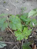 Gartenbilder Hartmann 1 013.webp
