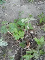 Gartenbilder Hartmann 1 015.webp