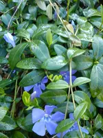 Gartenbilder Hartmann 1 017.webp