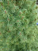 Gartenbilder Hartmann 1 019.webp