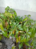 Gartenbilder Hartmann 1 021.webp