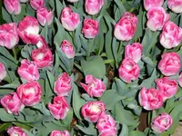 P1010133.webp