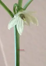 Edelsüss blüte.webp
